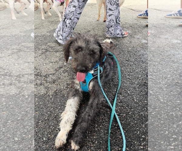 Medium Photo #8 Aussiedoodle Puppy For Sale in Westwood, NJ, USA