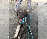 Small #7 Aussiedoodle