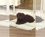 Small #2 Cockapoo
