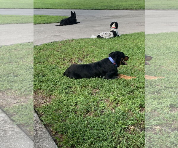Medium Photo #10 Rottweiler Puppy For Sale in Lighthouse Point, FL, USA