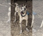 Small Photo #2 Mutt Puppy For Sale in Rustburg, VA, USA