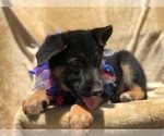 Small Photo #9 German Shepherd Dog Puppy For Sale in EAST EARL, PA, USA