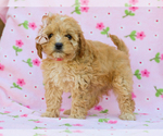 Small #2 Cavapoo (Miniature)