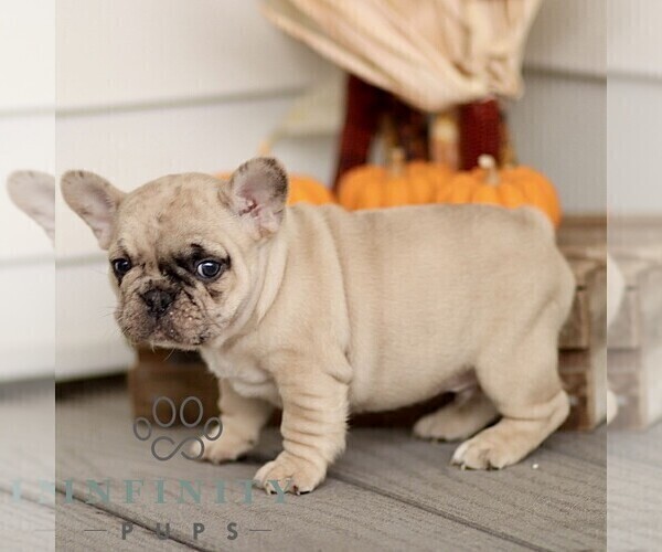 Medium Photo #3 French Bulldog Puppy For Sale in RONKS, PA, USA
