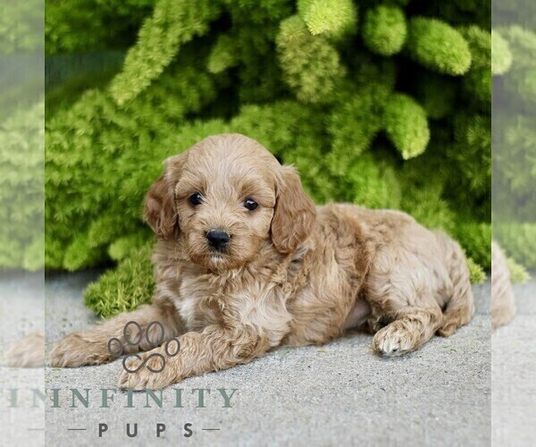 Medium Photo #3 Cavapoo Puppy For Sale in PARADISE, PA, USA