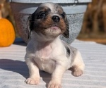 Small #8 Dachshund
