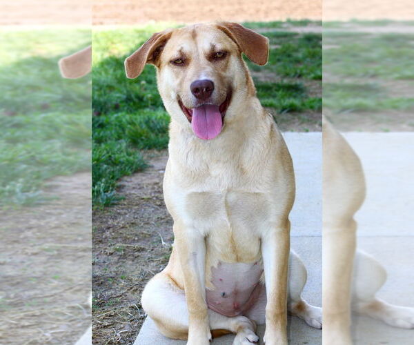 Medium Photo #2 American Pit Bull Terrier-Labrador Retriever Mix Puppy For Sale in Evansville, IN, USA