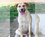 Small #1 American Pit Bull Terrier-Labrador Retriever Mix