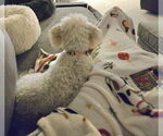 Small #2 Mutt