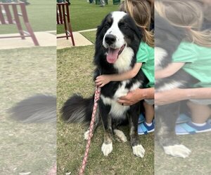German Shepherd Dog-Huskies  Mix Dogs for adoption in Garner, NC, USA