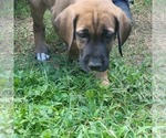Small Photo #9 Irish Dane Puppy For Sale in SURRY, VA, USA