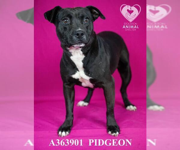 Medium Photo #2 Mutt Puppy For Sale in Stockton, CA, USA