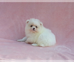 Small Photo #9 Pomeranian Puppy For Sale in PALM BCH GDNS, FL, USA