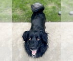 Small #2 Colonial Cocker Spaniel Mix