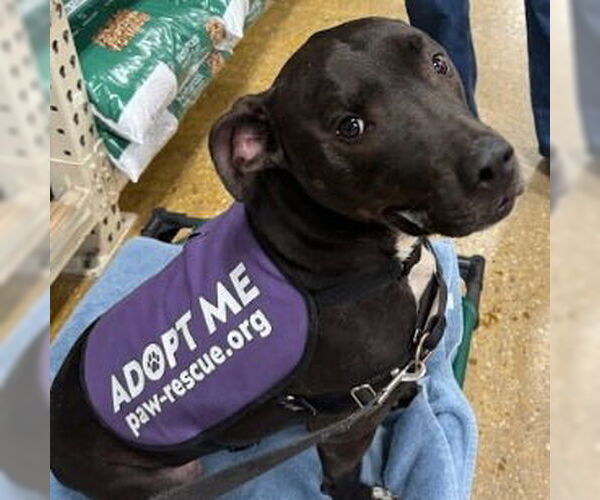 Medium Photo #3 American Pit Bull Terrier-Unknown Mix Puppy For Sale in Spotsylvania, VA, USA