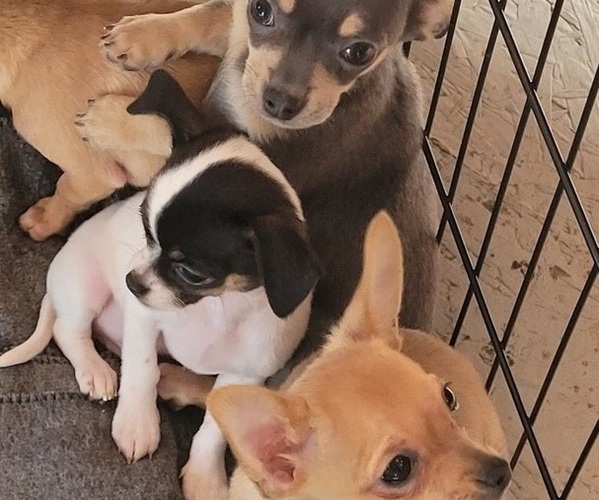 Medium Photo #1 Chihuahua Puppy For Sale in MILLBURY, MA, USA