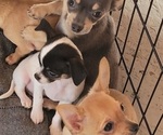 Small Photo #1 Chihuahua Puppy For Sale in MILLBURY, MA, USA