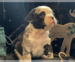 Small Photo #42 French Bulldog Puppy For Sale in KENDALL PARK, NJ, USA
