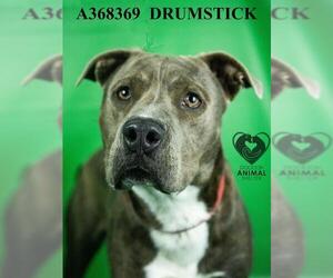 Mutt Dogs for adoption in Stockton, CA, USA