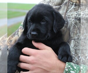 Labrador Retriever Puppy for sale in MYERSTOWN, PA, USA