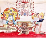 Small #7 Chihuahua