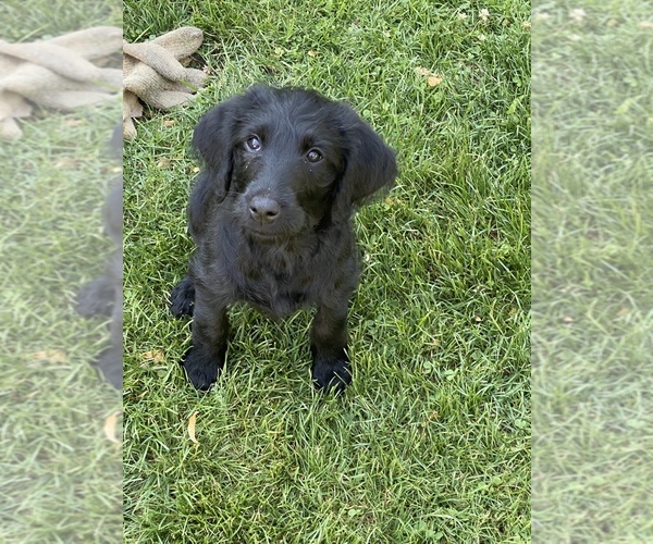 Medium Photo #6 Labradoodle Puppy For Sale in JONES, MI, USA