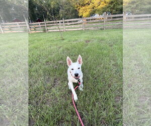 Luna Bean - Female Labrador Retriever-Unknown Mix Dog for Adoption - Photo #3
