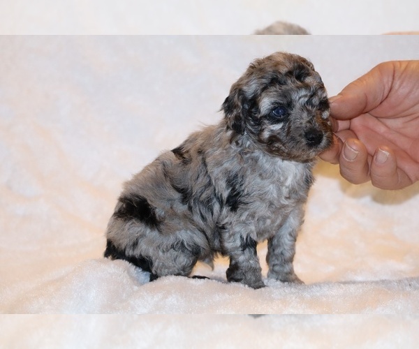 Medium Photo #10 Poodle (Toy) Puppy For Sale in DYERSBURG, TN, USA