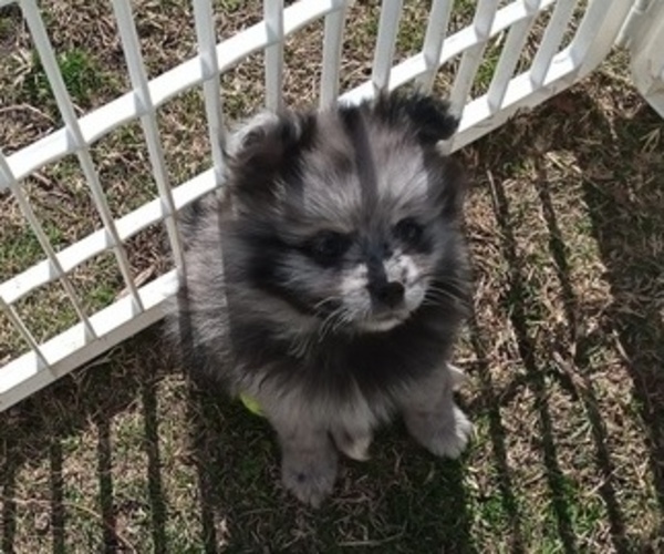 Medium Photo #9 Pomeranian Puppy For Sale in DECATUR, TX, USA
