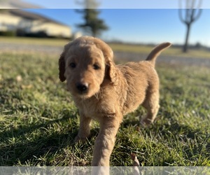 Bernedoodle Puppy for sale in ADRIAN, MI, USA