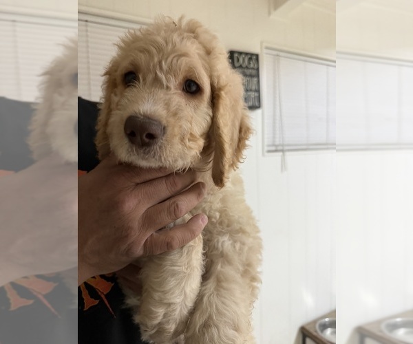 Medium Photo #2 Goldendoodle Puppy For Sale in RESEDA, CA, USA