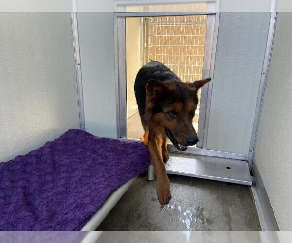 Medium Photo #1 German Shepherd Dog-Unknown Mix Puppy For Sale in Corona, CA, USA