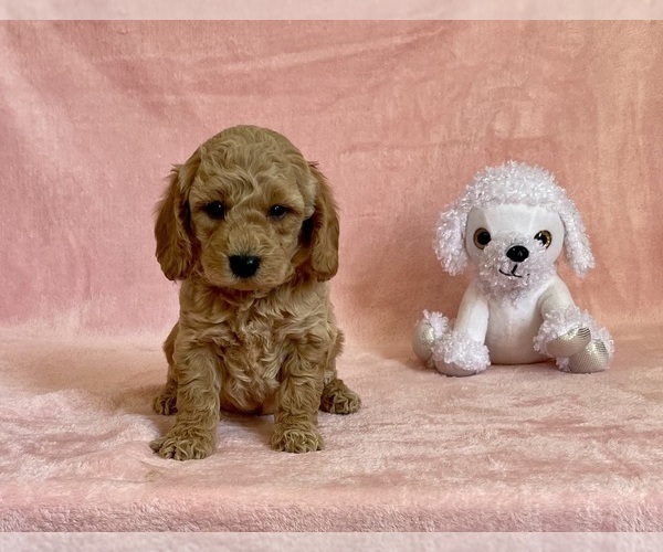 Medium Photo #1 Goldendoodle (Miniature) Puppy For Sale in MOUNT PLEASANT, MI, USA