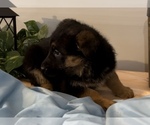Small Photo #4 German Shepherd Dog Puppy For Sale in EDWARDSBURG, MI, USA