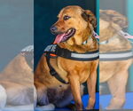 Small #2 Mountain Cur Mix