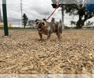 English Bulldog Puppy for sale in BLOOMINGTON, CA, USA