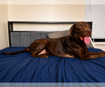 Small #2 Labrador Retriever