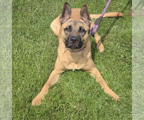 Medium Photo #5 German Shepherd Dog-Unknown Mix Puppy For Sale in Huntley, IL, USA