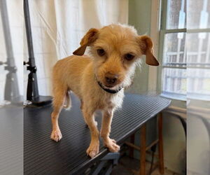 Mutt Dogs for adoption in Downey, CA, USA