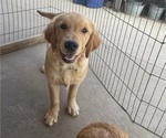 Puppy Green Boy Golden Retriever