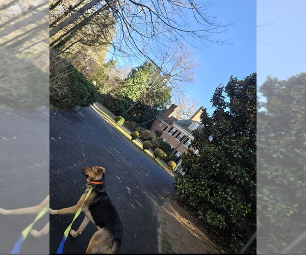 Medium Photo #11 German Shepherd Dog-Great Dane Mix Puppy For Sale in Winston Salem, NC, USA