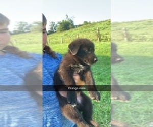 German Shepherd Dog-Siberian Husky Mix Puppy for sale in LEBANON, KY, USA