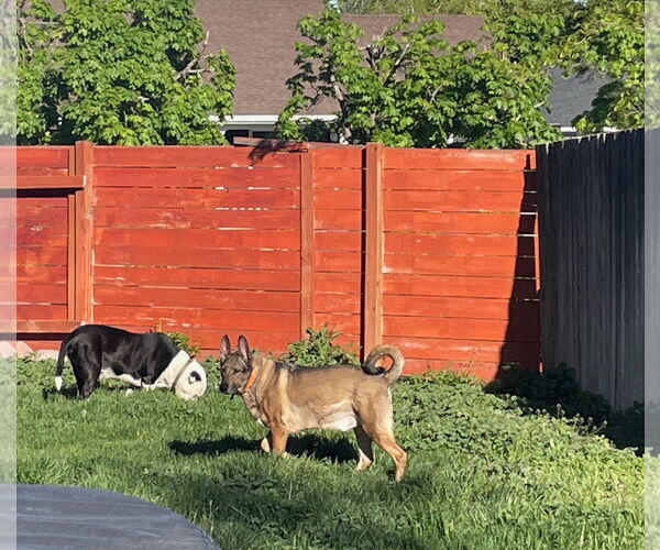 Medium Photo #16 Mutt Puppy For Sale in Sandy, UT, USA