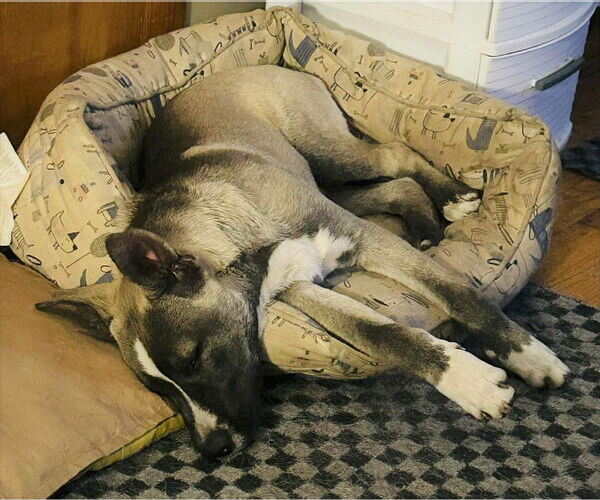 Medium Photo #2 American Pit Bull Terrier-Unknown Mix Puppy For Sale in MECHANICSBURG, PA, USA