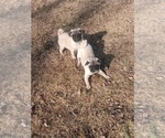 Image preview for Ad Listing. Nickname: Litter of 4