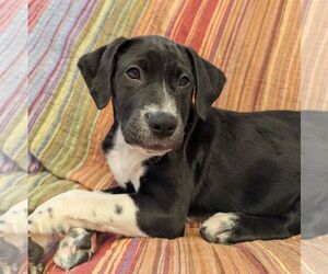 Medium Mutt