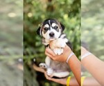 Small #2 Mutt