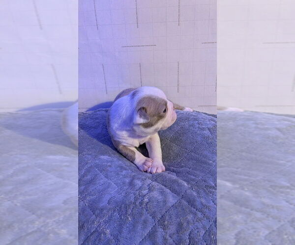 Medium Photo #3 Boston Terrier Puppy For Sale in ROCHESTER, NH, USA