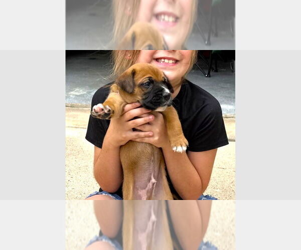 Medium Photo #1 Boxer Puppy For Sale in Austin, TX, USA