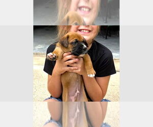 Boxer Dogs for adoption in Austin, TX, USA